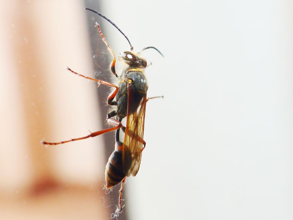Nidi di Sceliphron curvatum
